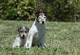 PARSON RUSSEL TERRIER 133